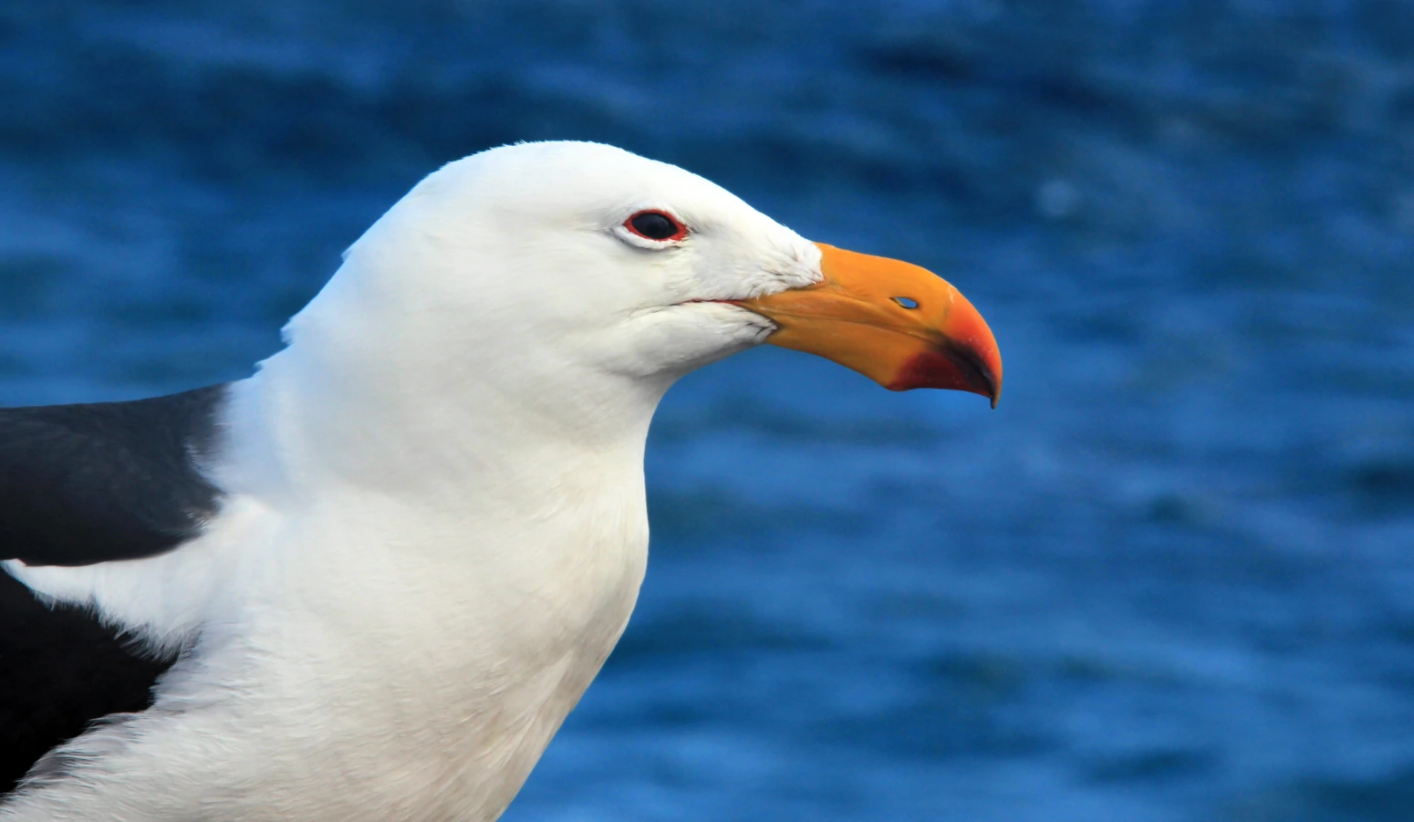 Profile of a sea bird's head with a hole in its beak.