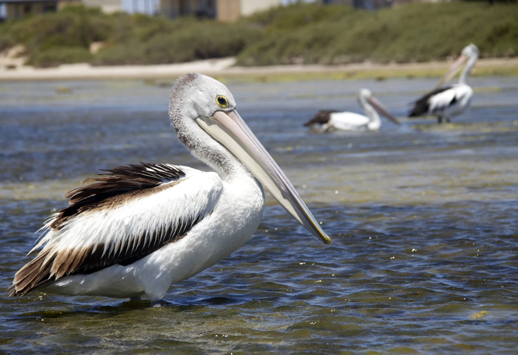 Big pelican, resting standing in shallow water.