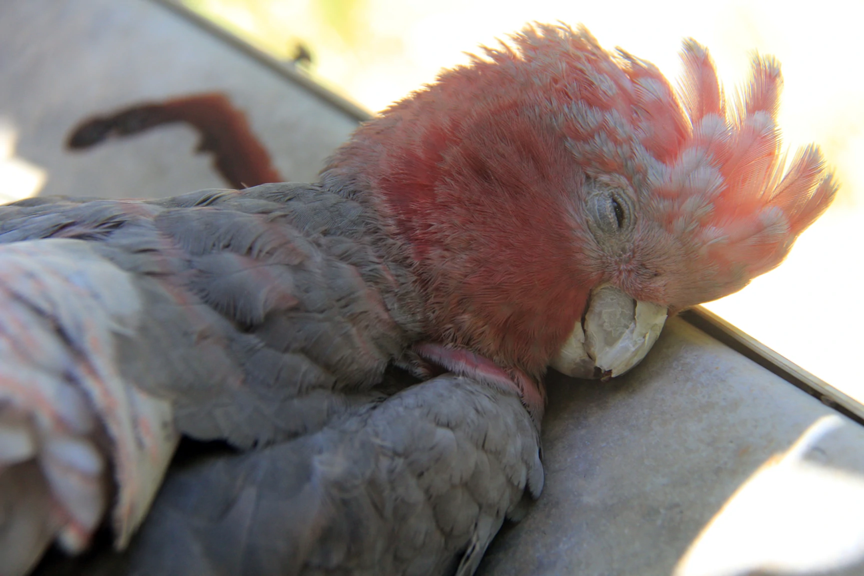 Face of a dead parrot, with blood leaking in the background.