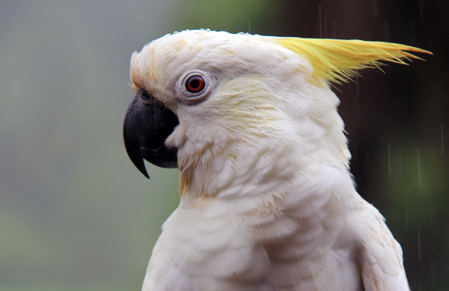Profile of a white parrot with a yellow head feather.