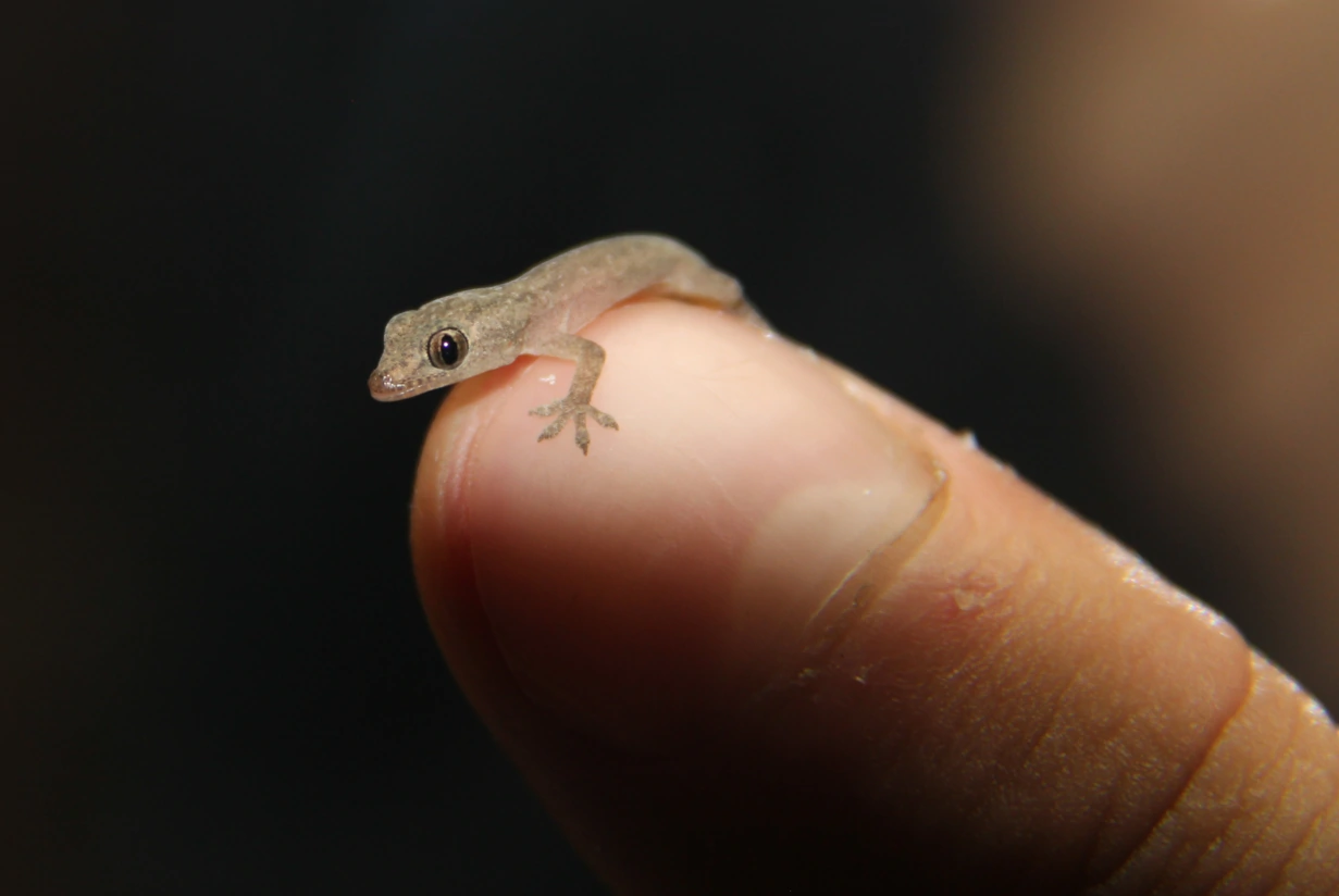 Tiny gecko lizard on a fingernail.